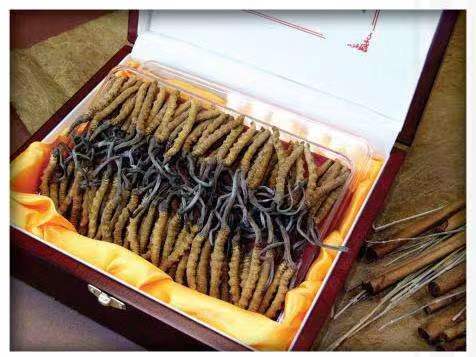 船山冬虫夏草回收